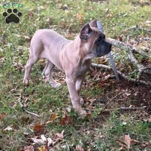 Waffles, Cane Corso Puppy